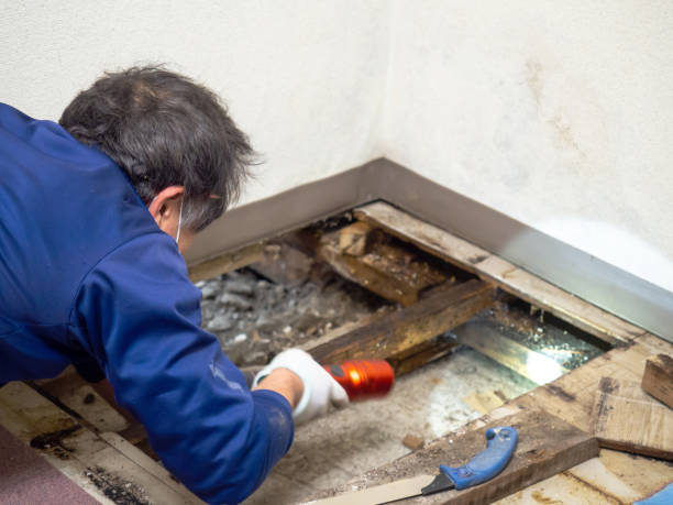 Best Residential Mold Remediation in St Clair, MI