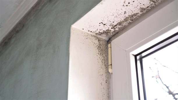Best Mold Remediation for Specific Building Types in St Clair, MI