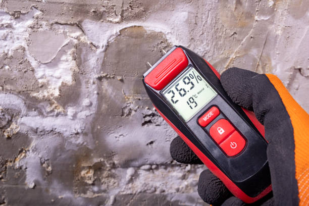 Best Insurance-Related Mold Remediation in St Clair, MI