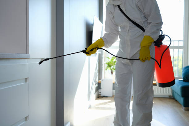 Best Black Mold Remediation in St Clair, MI