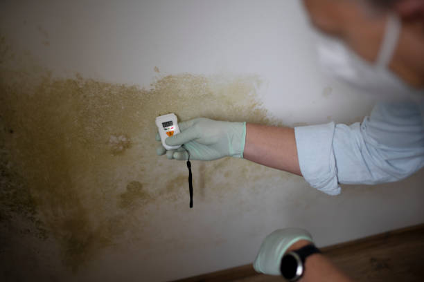 Best Commercial Mold Remediation in St Clair, MI