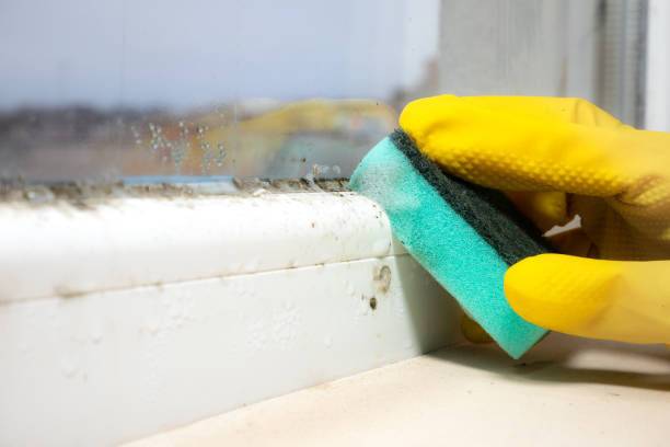Best Industrial Mold Remediation in St Clair, MI