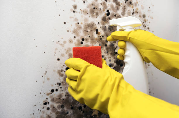 Best White Mold Remediation in St Clair, MI