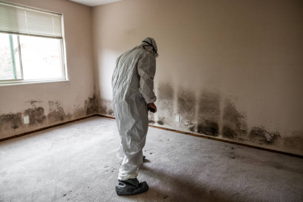 Best Mold Testing and Inspection Services in St Clair, MI