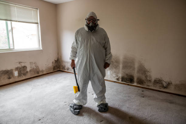 Best Post-Flood Mold Remediation in St Clair, MI