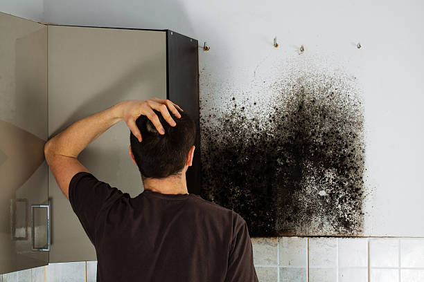 Best Mold Testing and Inspection Services in St Clair, MI