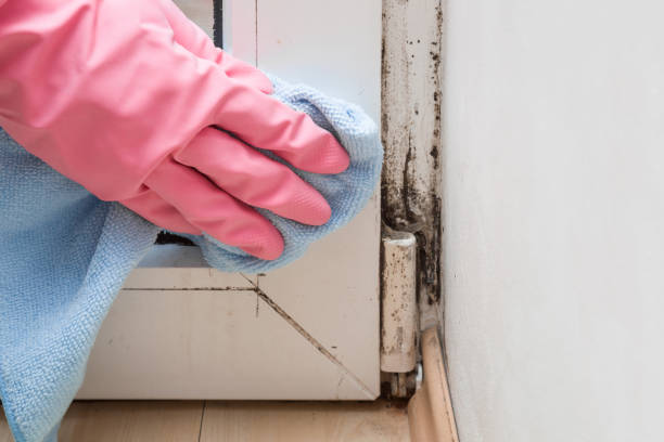 Best Mold Remediation for Schools in St Clair, MI